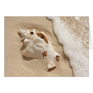 Coquillage sur l'île des Caraïbes de Turc grand de