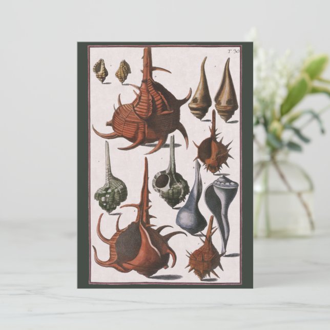 Coquillages, Coquillages de mer vintage, Vie marin (Debout devant)