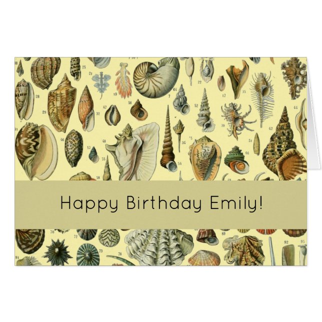 Coquillages de coquillages Mollusk Clam Élégant Ar (Devant horizontal)