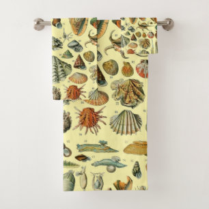 Coquillages de coquillages Mollusk Clam Élégant Ar