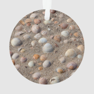 Coquillages marins sur la plage