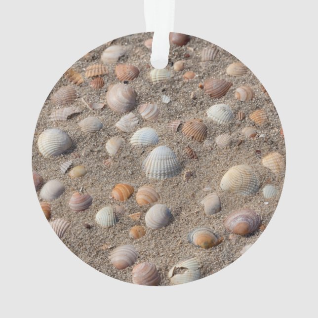 Coquillages marins sur la plage (dos)