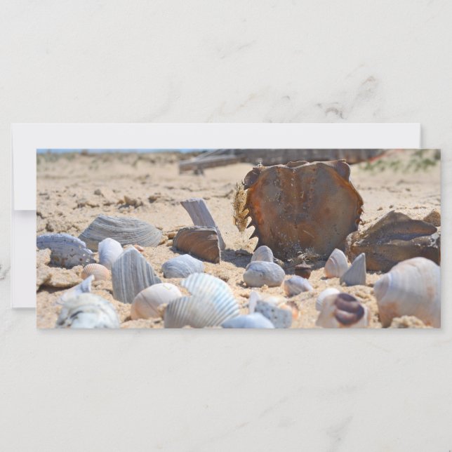 Coquillages sur la plage par Shirley Taylor (Devant)