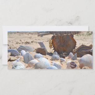 Coquillages sur la plage par Shirley Taylor