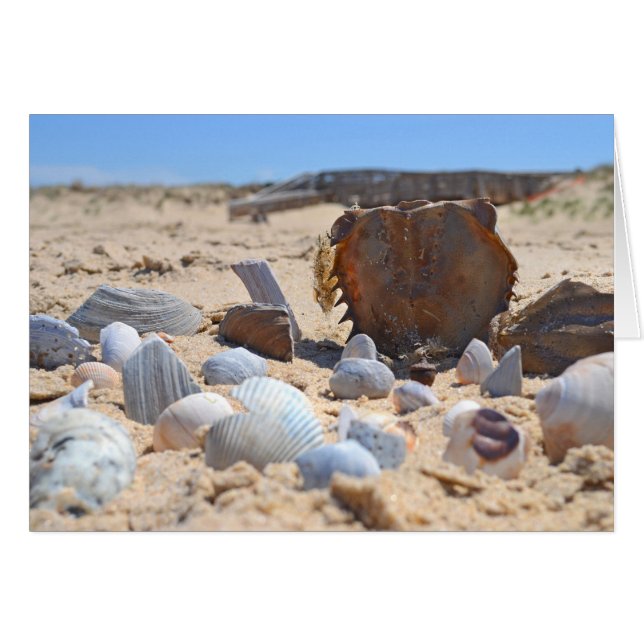 Coquillages sur la plage par Shirley Taylor (Devant horizontal)
