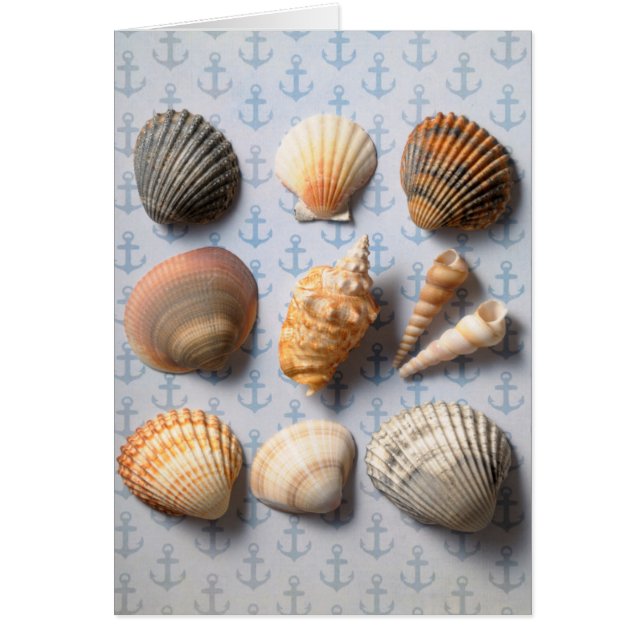 Coquillages sur le contexte d'Ancre (Devant)
