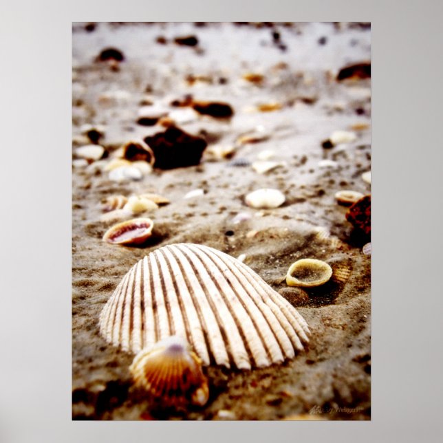 Coquillages sur le rivage.. Impression (Devant)
