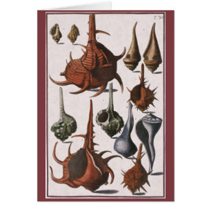 Coquillages vintages, Coquillages océaniques Marin