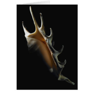 Coquille de conque