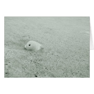 Coquille De Mer Blanche Sur La Plage De Sable
