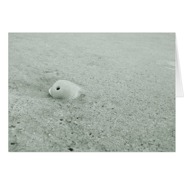 Coquille De Mer Blanche Sur La Plage De Sable (Devant Horizontal)