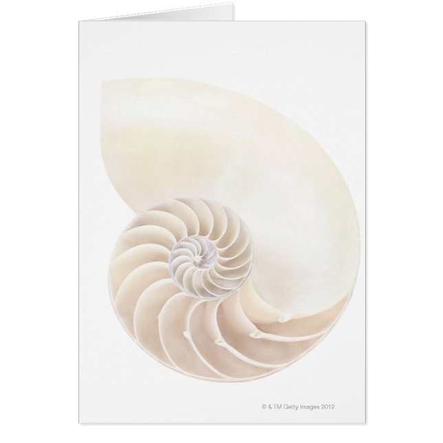 Coquille de Nautilus, gros plan (Devant)