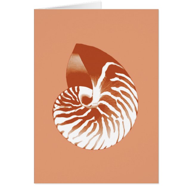 Coquille de Nautilus - terre cuite et blanc (Devant)