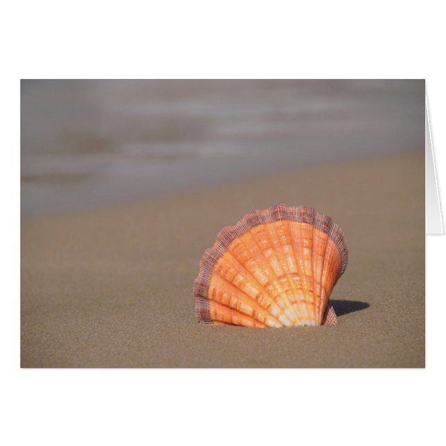 Coquille de Saint-Jacques| Crète, Grèce (Devant horizontal)