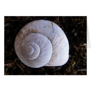 Coquille d'escargot cool