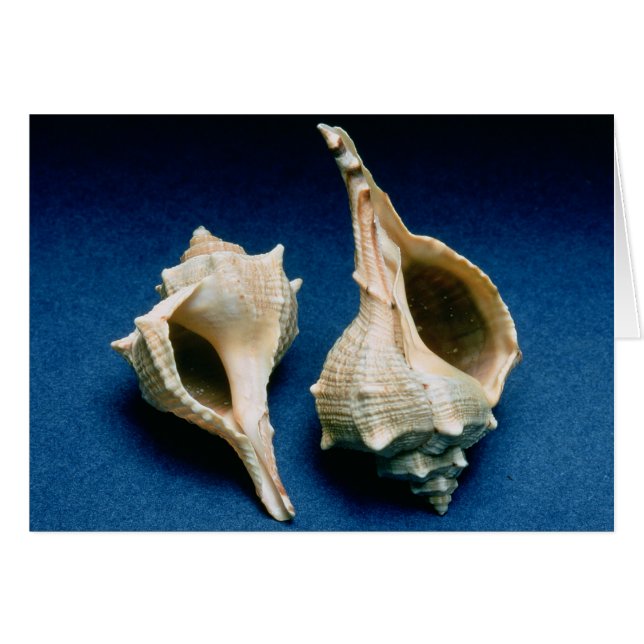 Coquille murex (Devant horizontal)