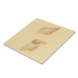 Coquilles nautiques de mer de carreaux de