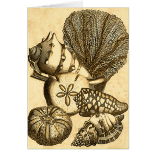 Coquilles neutres et collection de corail