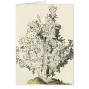 Corail d'aquarelle antique