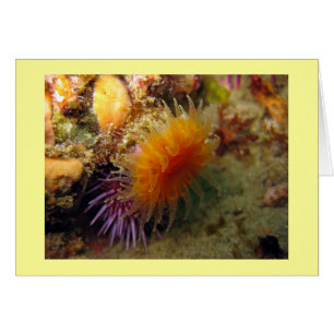 Corail de la Coupe d'Orange