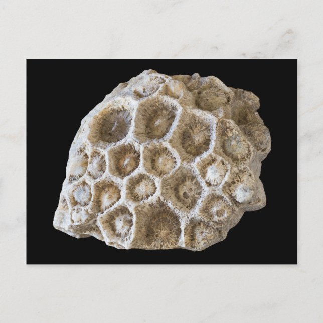 Corail fossilisé sur carte postale noire (Devant)
