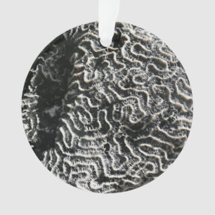 Corail noir et blanc I Abstrait Nature Photo