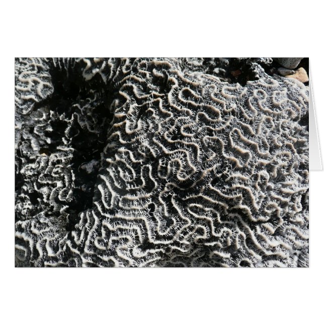 Corail noir et blanc I Abstrait Nature Photo (Devant Horizontal)