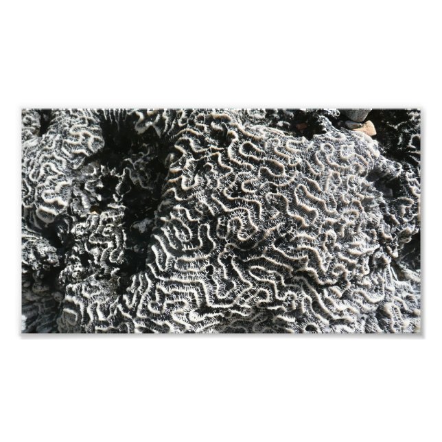 Corail noir et blanc I Abstrait Nature Photo (Devant)