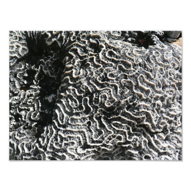 Corail noir et blanc I Abstrait Nature Photo (Devant)