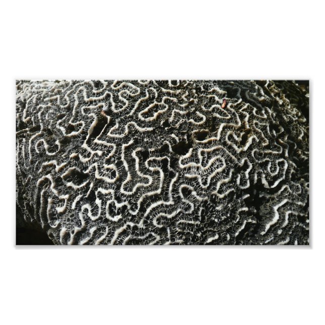 Corail noir et blanc II Abstrait Nature Photo (Devant)