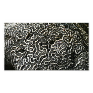 Corail noir et blanc II Photo de nature abstraite