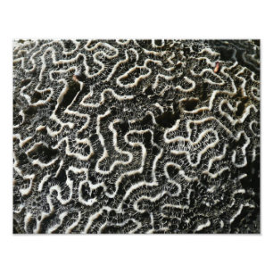 Corail noir et blanc II Photo de nature abstraite