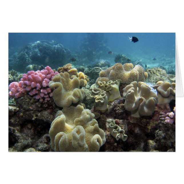 Corail, récif d'Agincourt, Grande Barrière de cora (Devant horizontal)