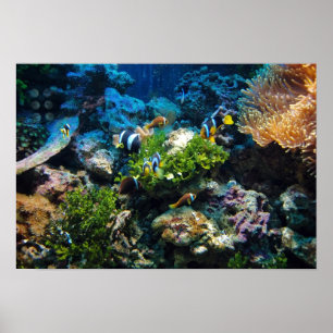 Coral Reef poster