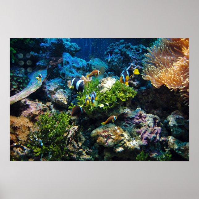 Coral Reef poster (Devant)