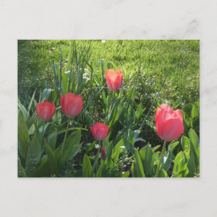 Coral Rouge Tulipes Sunny do-it-yourself Carte Pos