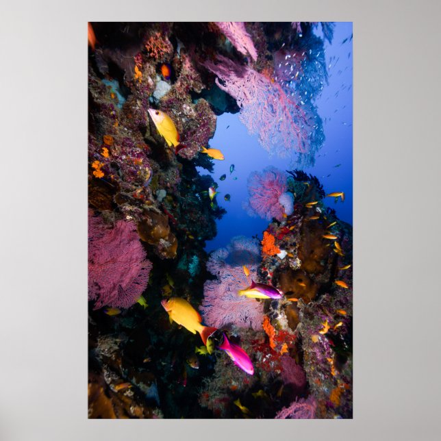 Coral Sea - Tropical Fish & Reef - Poster (Devant)