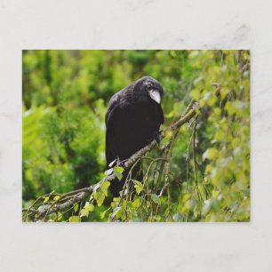 Corbeau dans l'arbre Carte postale