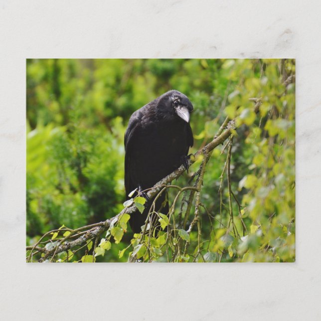 Corbeau dans l'arbre Carte postale (Devant)