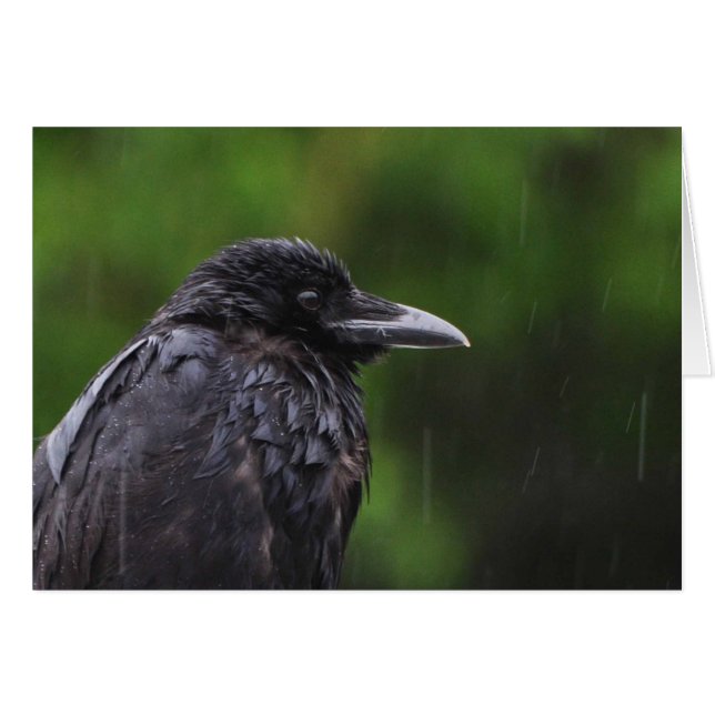 Corbeau ou corbeau dans la pluie (Devant horizontal)