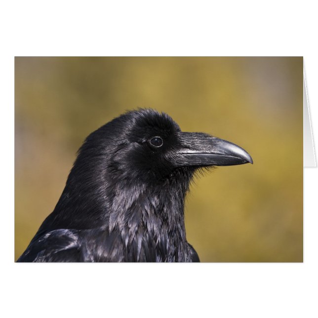Corbeau sauvage - Carte (Devant horizontal)