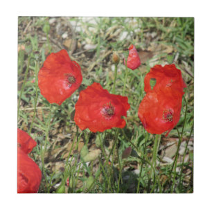 Corfou Red Poppies Carreaux en céramique