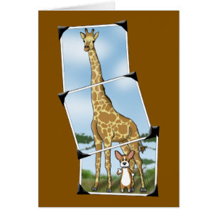 Corgi et instantanés de girafe