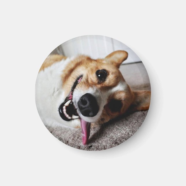 Corgi Magnet (Devant)