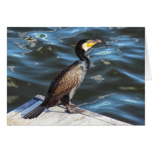 Cormorant à Cardiff Bay, Cardiff, Pays de Galles (Devant horizontal)