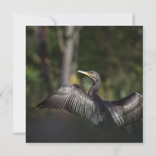 Cormorant Bird Nature Carte photo (Devant)
