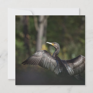 Cormorant Bird Nature Carte photo