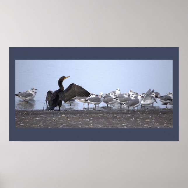 Cormorant with Seagulls Poster (Devant)