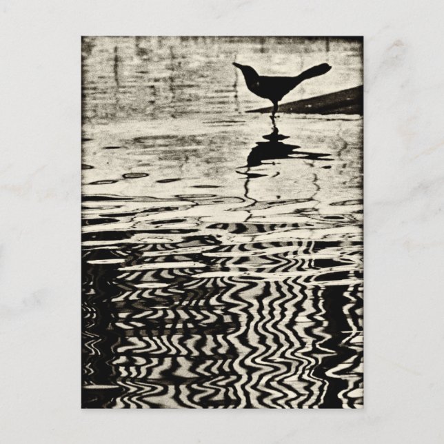 Corneille avec réflexion sur l'eau - Carte postale (Devant)