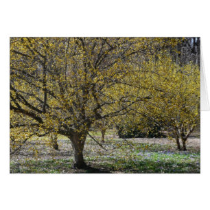 Corneille cerise Dogwood et la gloire de la neige